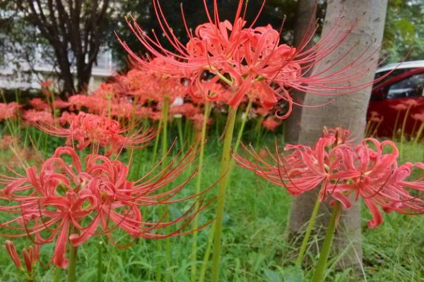 彼岸花图片大全 彼岸花花语及寓意