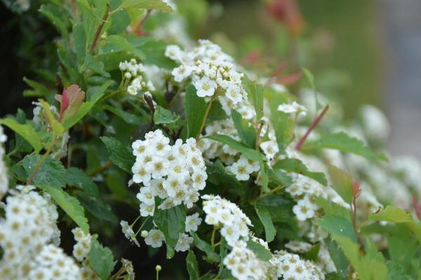 山梅花的功效与作用 山梅花药用价值