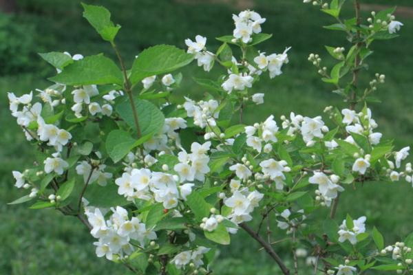 山梅花的功效与作用 山梅花药用价值