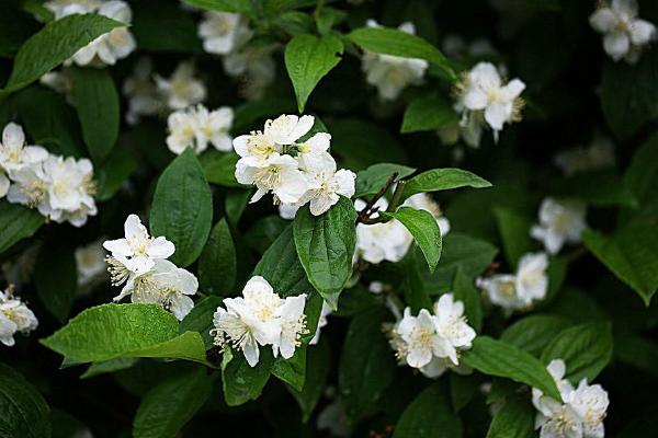 山梅花的功效与作用 山梅花药用价值