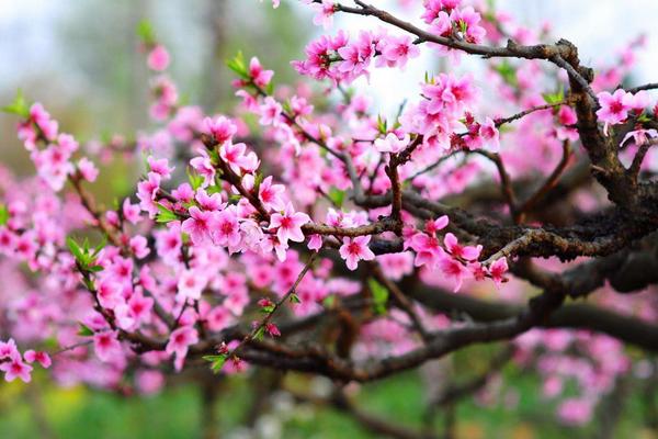 桃花图片大全 桃花花语及寓意 关于桃花的诗句有哪些
