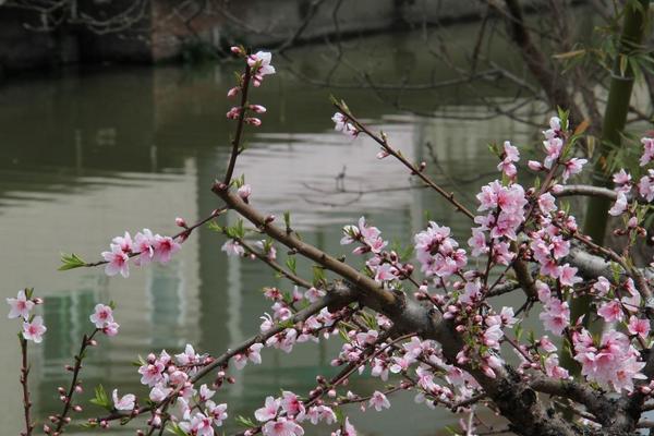 桃花图片大全 桃花花语及寓意 关于桃花的诗句有哪些