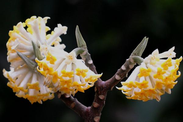 结香花功效与作用 结香花药用价值