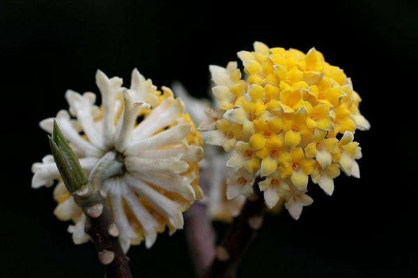 结香花功效与作用 结香花药用价值