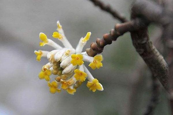 结香花功效与作用 结香花药用价值