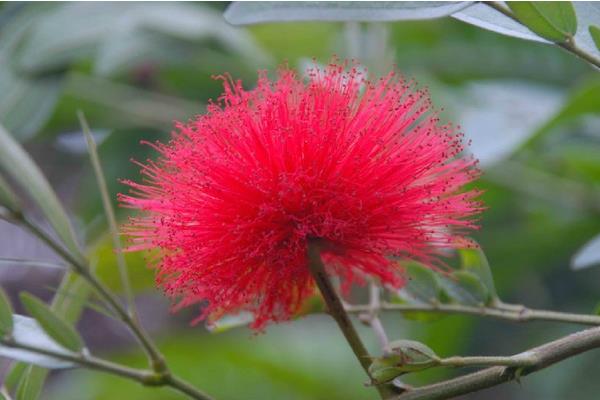 朱缨花图片大全 朱缨花花语及寓意