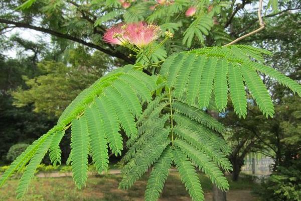 朱缨花图片大全 朱缨花花语及寓意