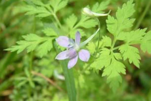 还亮草图片大全 还亮草花语及寓意