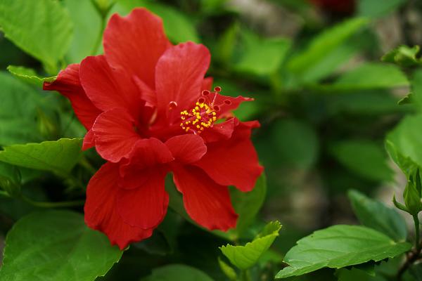 扶桑花图片大全 扶桑花花语及寓意