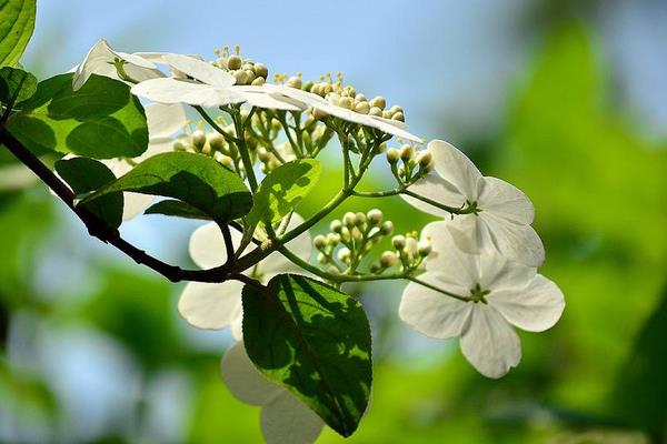 琼花图片大全 琼花的花语及寓意 关于琼花的诗句