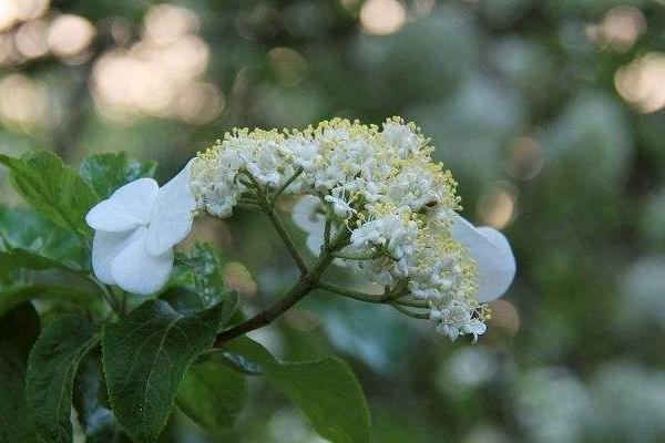 琼花图片大全 琼花的花语及寓意 关于琼花的诗句