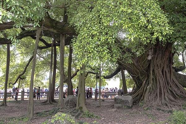 榕树盆景图片大全 榕树的寓意 榕树的特点