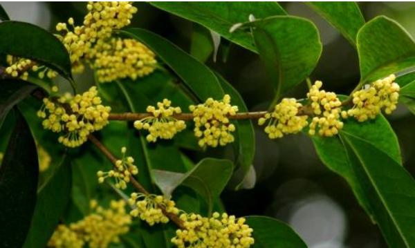 桂花图片大全 桂花花语及寓意 桂花是什么颜色的