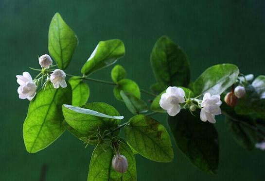 茉莉花图片大全 茉莉花花语及寓意 茉莉花有哪些品种