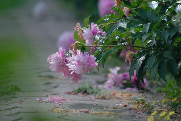 荼蘼花图片大全 荼蘼花语及寓意 荼蘼花有几种颜色