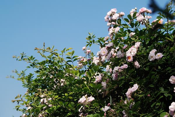 荼蘼花图片大全 荼蘼花语及寓意 荼蘼花有几种颜色