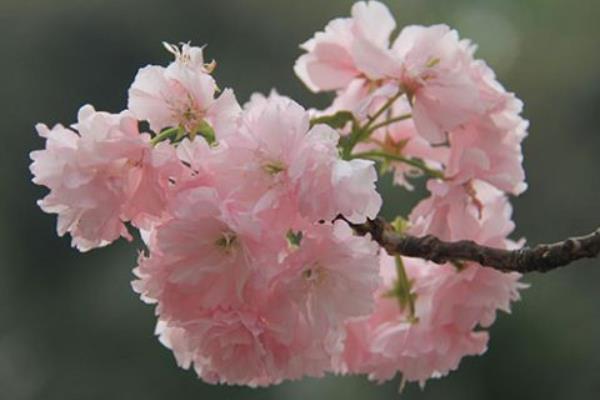 樱花功效与作用 樱花药用价值