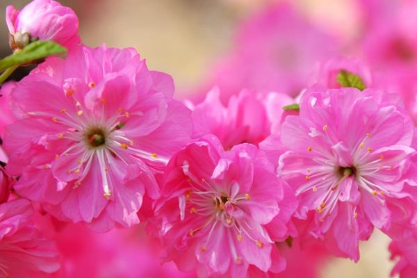 樱花功效与作用 樱花药用价值