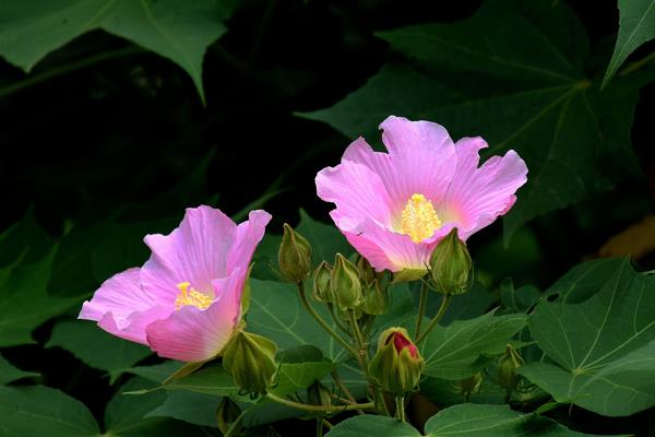 木芙蓉花图片大全 木芙蓉是什么花