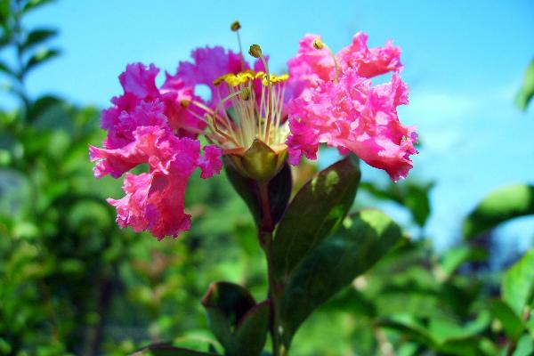 紫薇花图片大全 紫薇花语及寓意