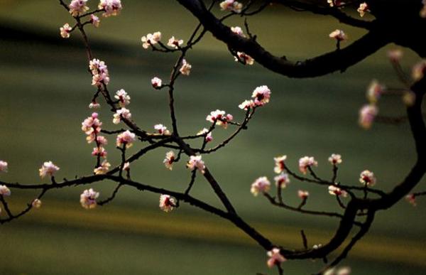 梅花图片大全 梅花花语及寓意