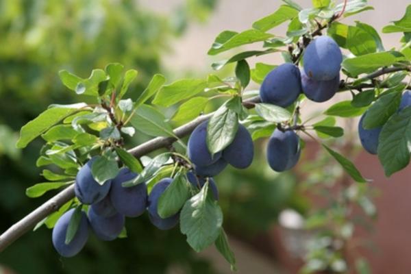 梅花图片大全 梅花花语及寓意