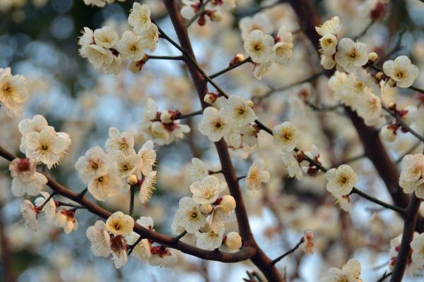 梅花图片大全 梅花花语及寓意