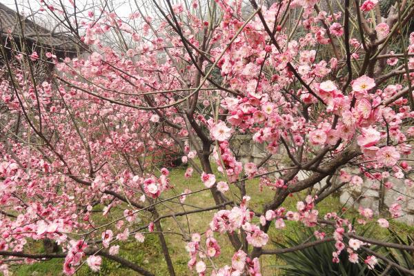 梅花图片大全 梅花花语及寓意