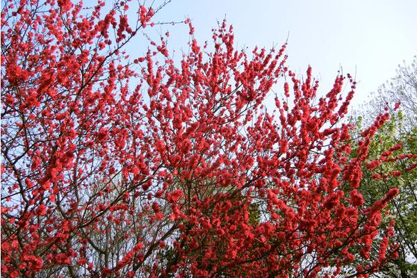 梅花图片大全 梅花花语及寓意