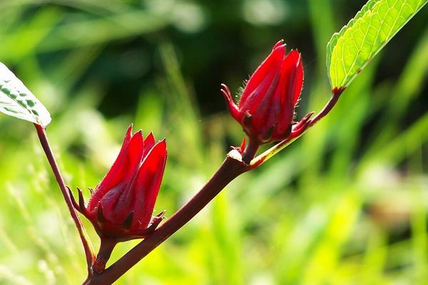 洛神花图片大全 洛神花花语及寓意