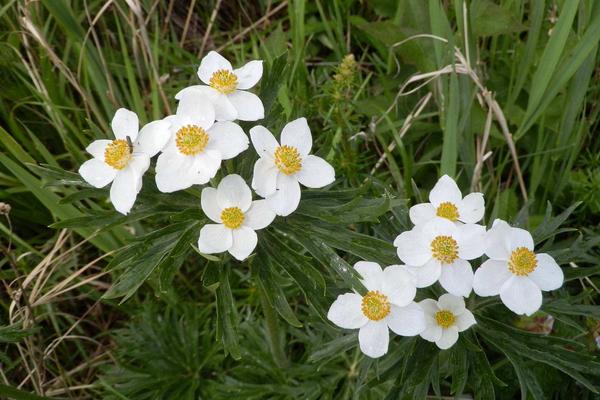 银莲花图片大全 银莲花花语及寓意