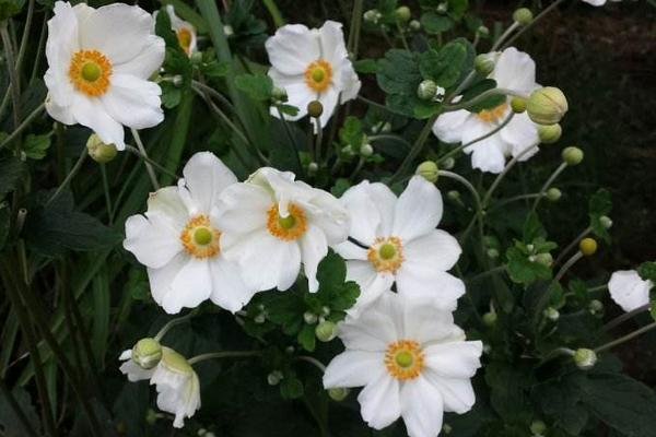 银莲花图片大全 银莲花花语及寓意