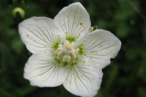 银莲花图片大全 银莲花花语及寓意