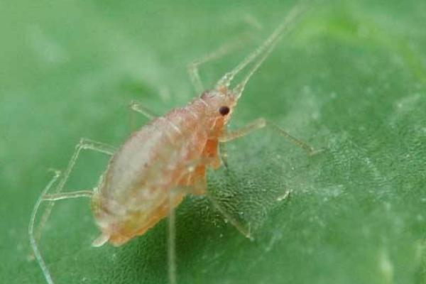 蚜虫图片大全 蚜虫是什么 蚜虫长什么样