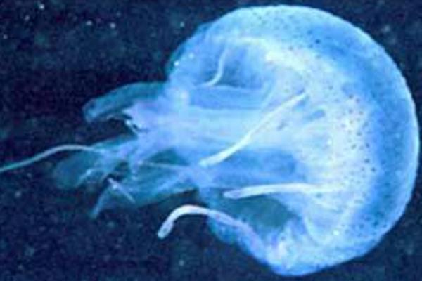 澳洲方水母特点介绍 澳洲方水母有多毒