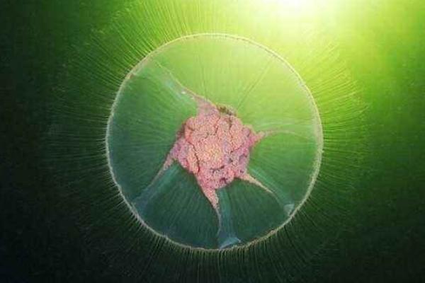 北极霞水母特点介绍 北极霞水母有毒吗