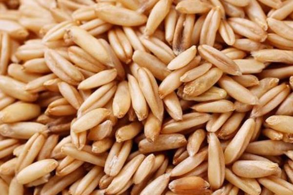 燕麦米功效与作用 燕麦米营养价值