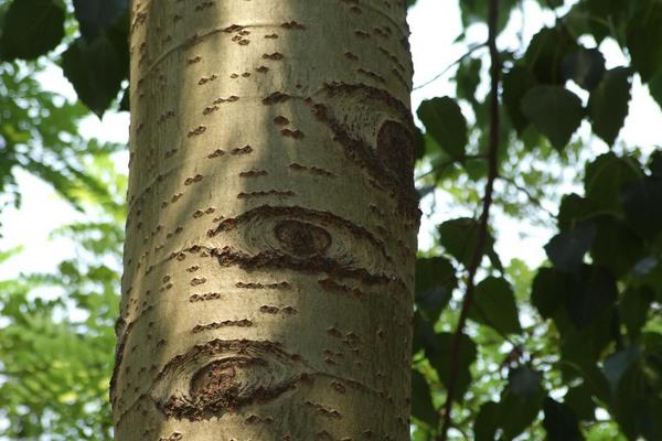 杨树皮的功效与作用 白杨树皮的药用价值