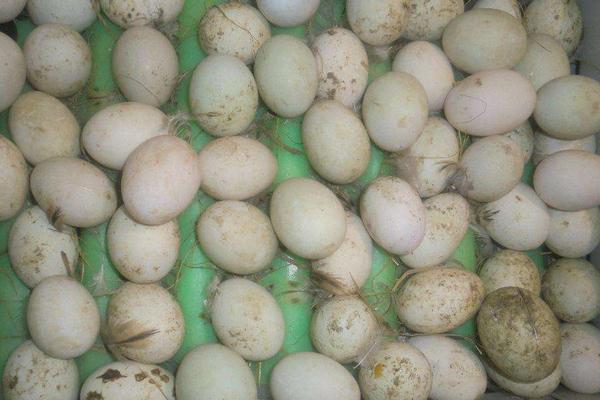 鸭蛋功效与作用 鸭蛋营养价值