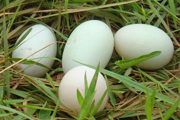鸭蛋功效与作用 鸭蛋营养价值