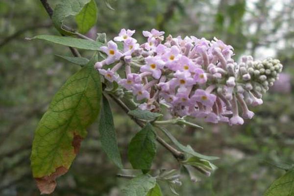 密蒙花功效与作用 密蒙花药用价值