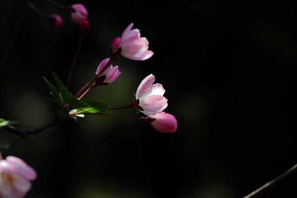 海棠花图片大全 海棠花花语及寓意 海棠花有几种（什么颜色）