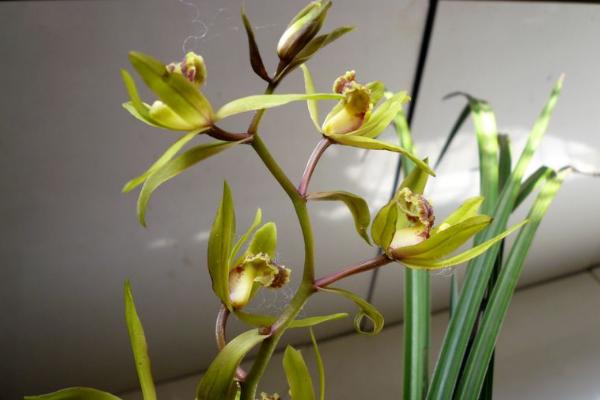 蕙兰图片大全 蕙兰花语及寓意