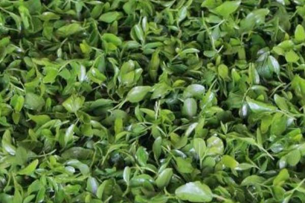 酸枣叶茶功效与作用 酸枣叶茶的副作用