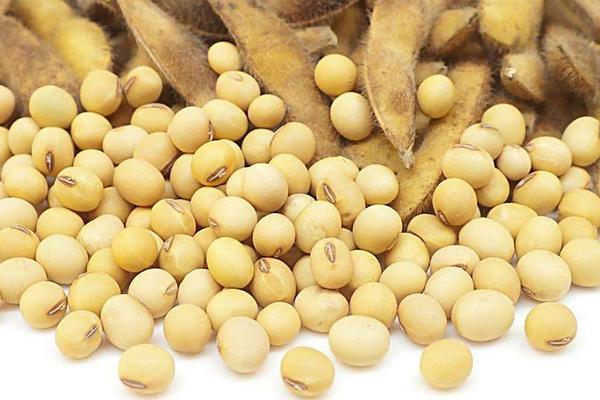 黄豆功效与作用及禁忌 黄豆营养价值