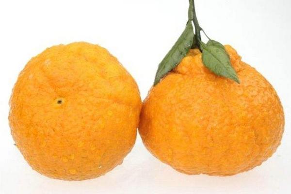 丑八怪橘子的功效与作用 丑八怪橘子营养价值