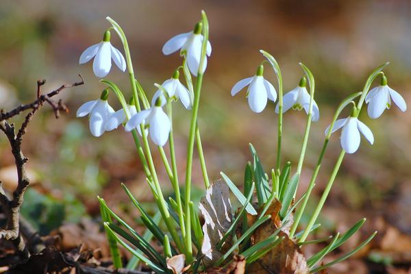 雪滴花图片大全 雪滴花花语及寓意