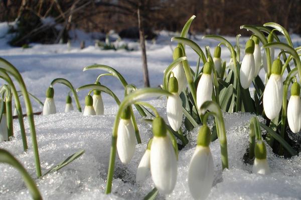 雪滴花图片大全 雪滴花花语及寓意