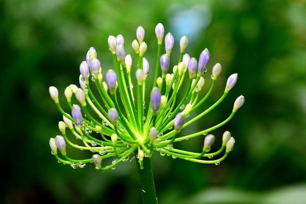 百子莲图片大全 百子莲花语及寓意