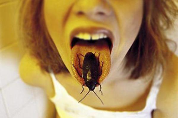 蟑螂怎么吃 吃了蟑螂怎么办